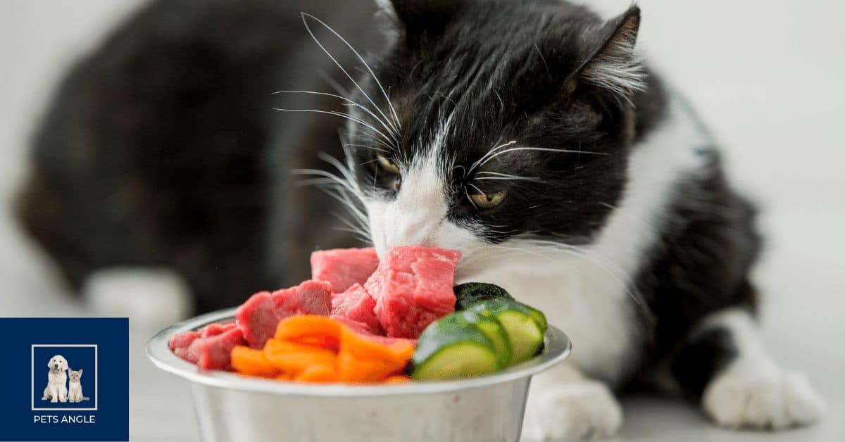 why-is-human-food-bad-for-cats