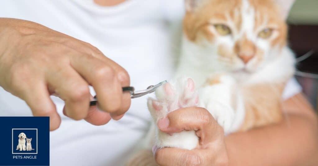 Why Cats Like Nail Polish